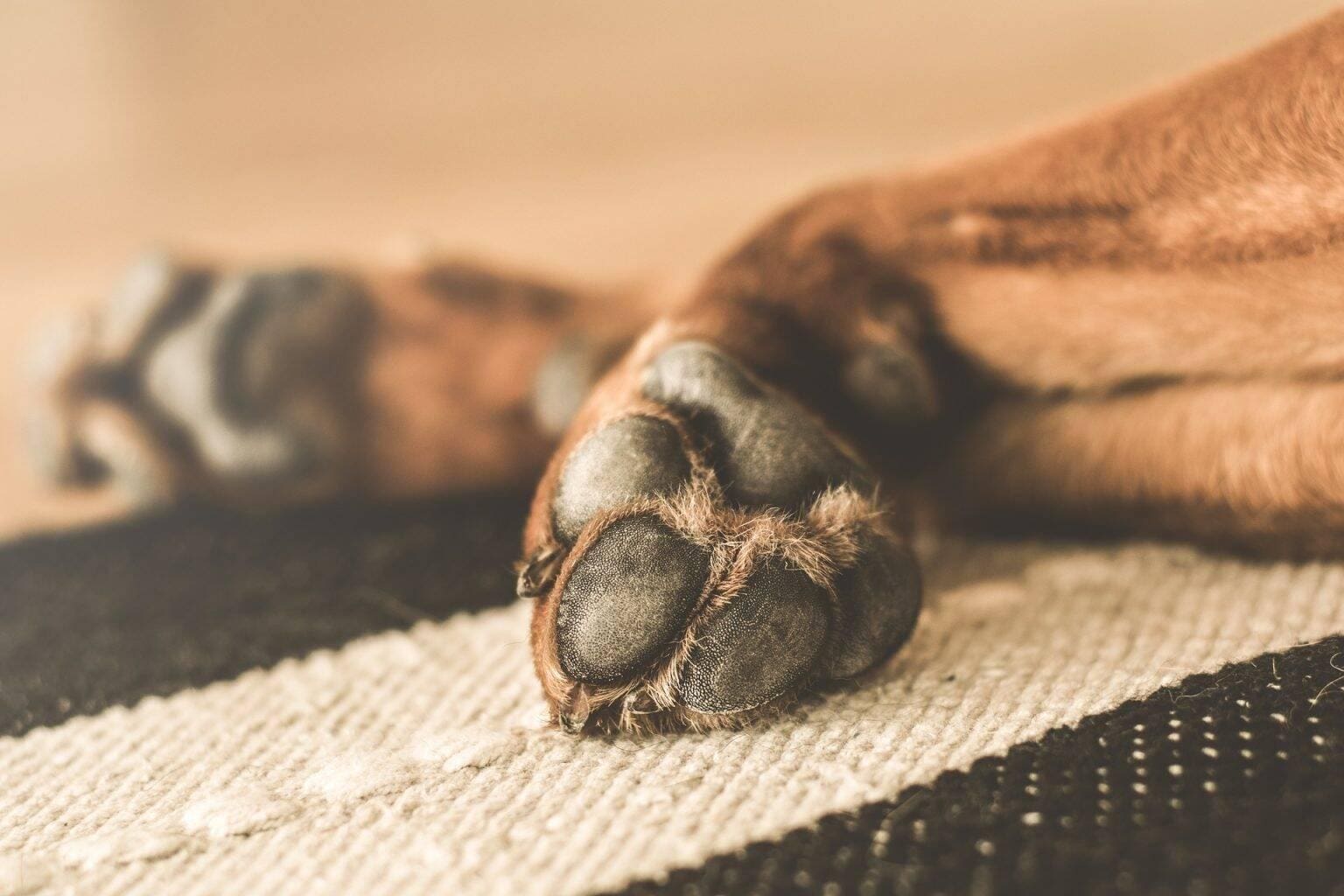  Cachorro foi enterrado apenas com a cabeça para fora