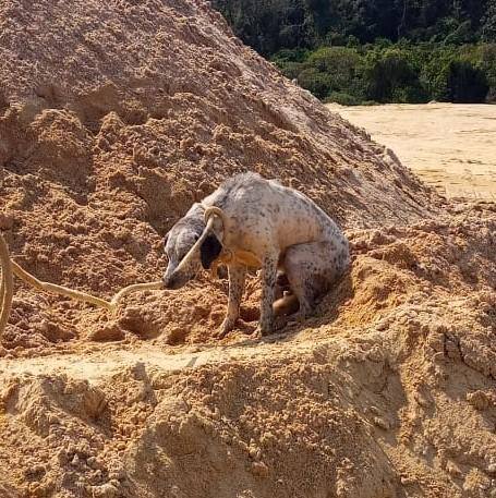Este é o terceiro animal da semana encontrado mutilado nas proximidades de um córrego em um terreno nas proximidades do Presídio Feminino de Vespasiano, na região metropolitana de Belo Horizonte