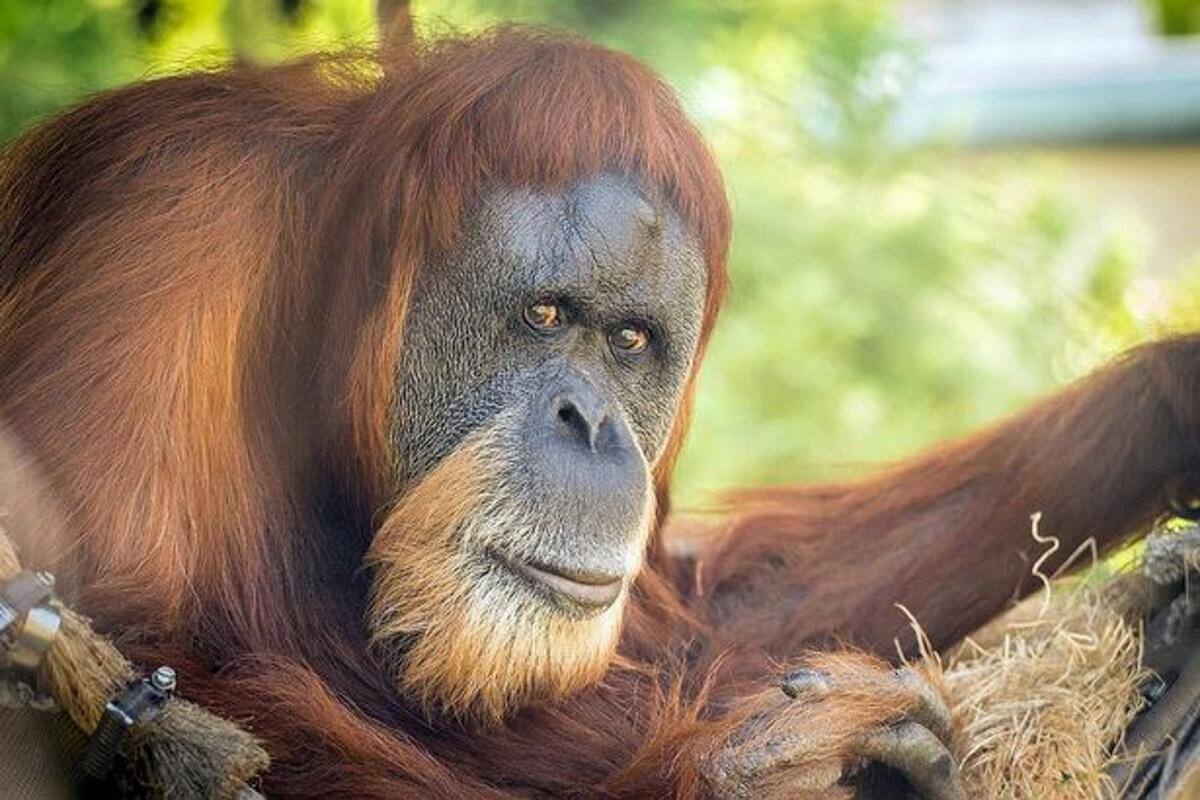 A orangotango mais velha do mundo morreu aos 61 anos