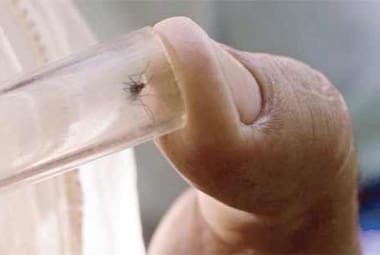 Doença é disseminada por mosquitos nas áreas urbanas