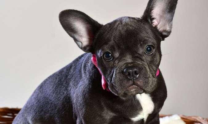 cachorro