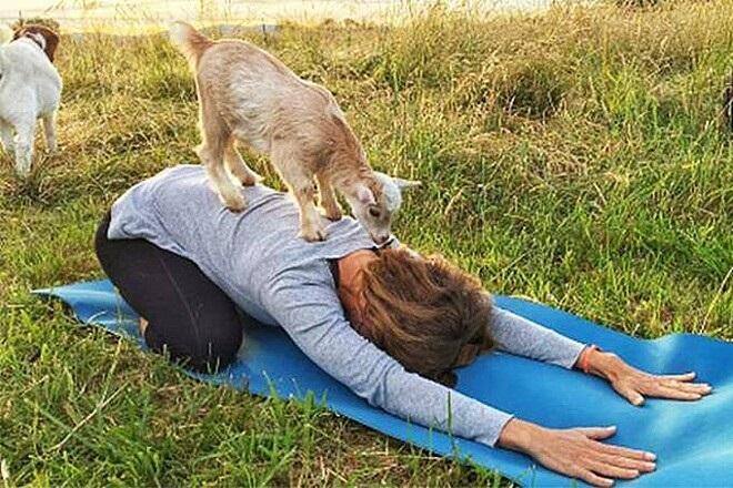 Ioga com cabras