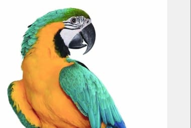 f