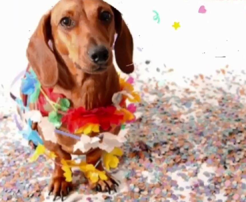 Carnaval pet