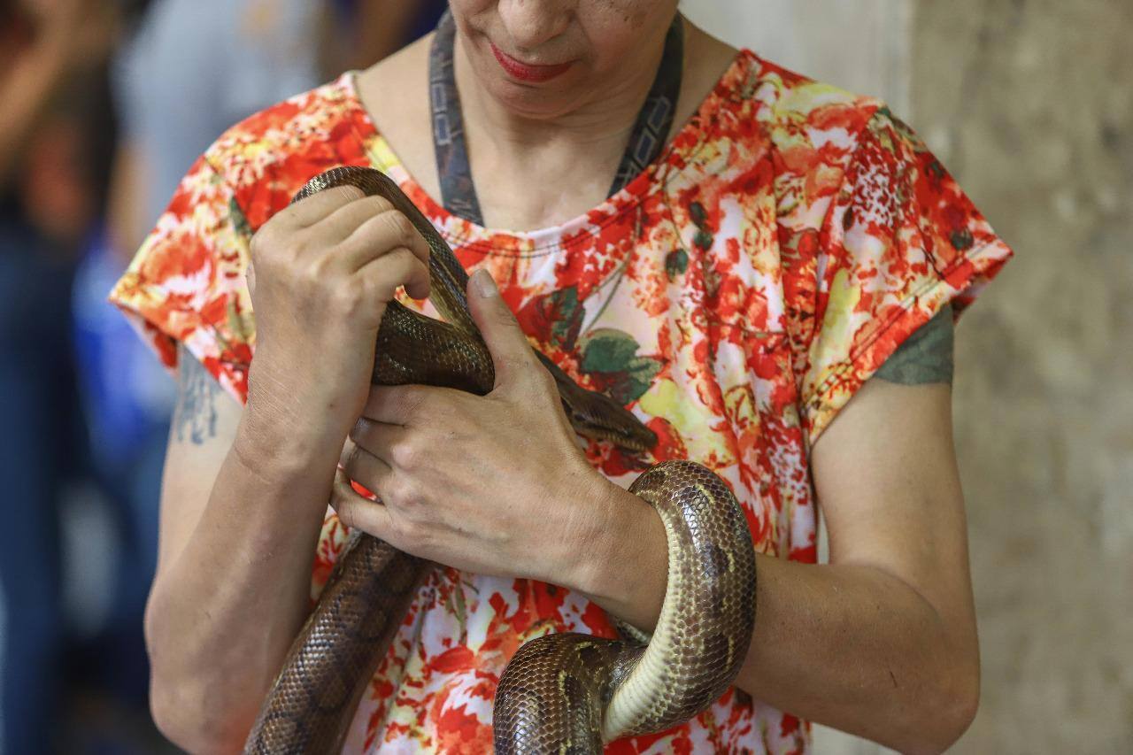 Mulher anda pelas ruas de BH diariamente com uma das quatro cobras de estimação