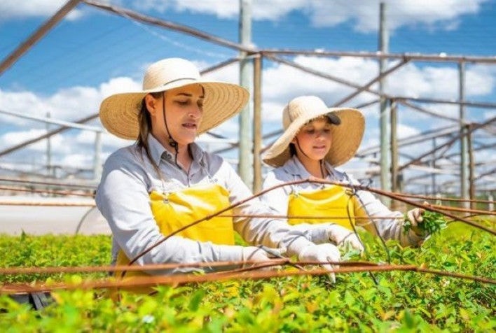 Mulheres trabalham no viveiro de mudas da Aperam Bioenergia