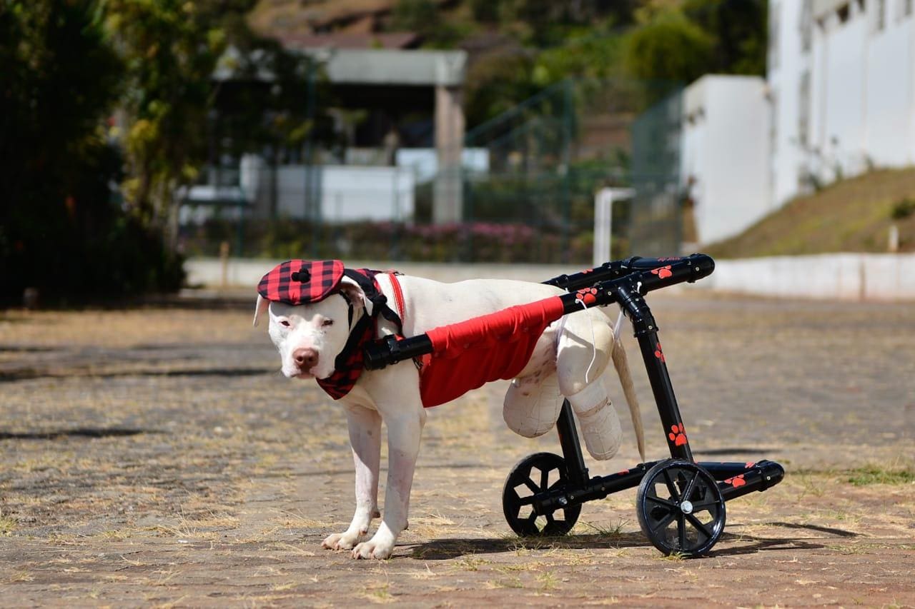 Sansão, que teve as pernas traseiras decepadas, virou um marco na luta pelos direitos dos animais