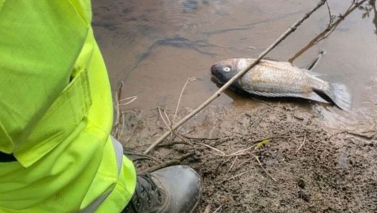 Peixes do Ribeirão do Carmo morreram após a contaminação