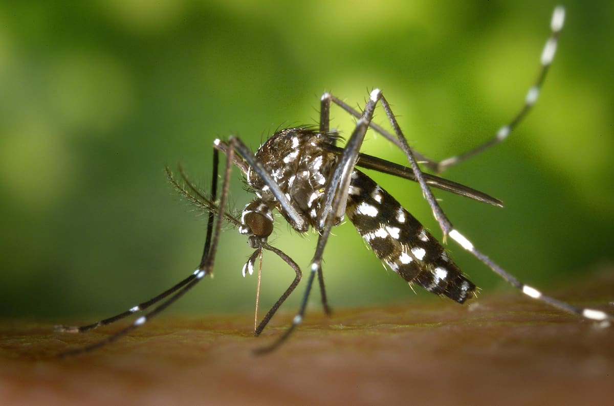 Aedes aegypti tem escamas que dão sua coloração preta e branca