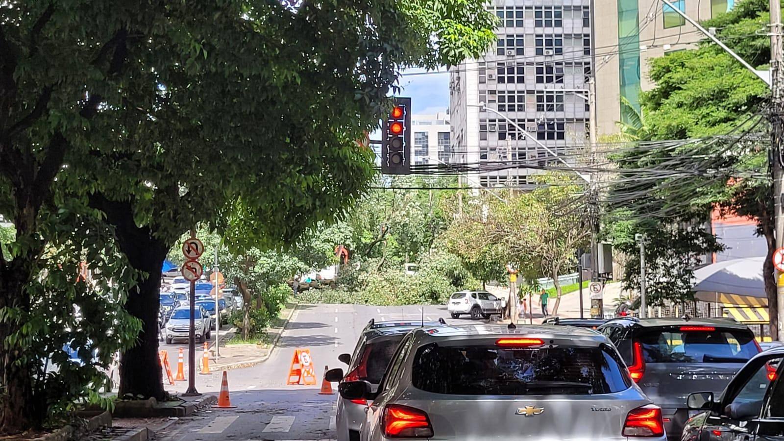 Árvores caíram e impediram o trânsito em ruas e avenidas de Belo Horizonte