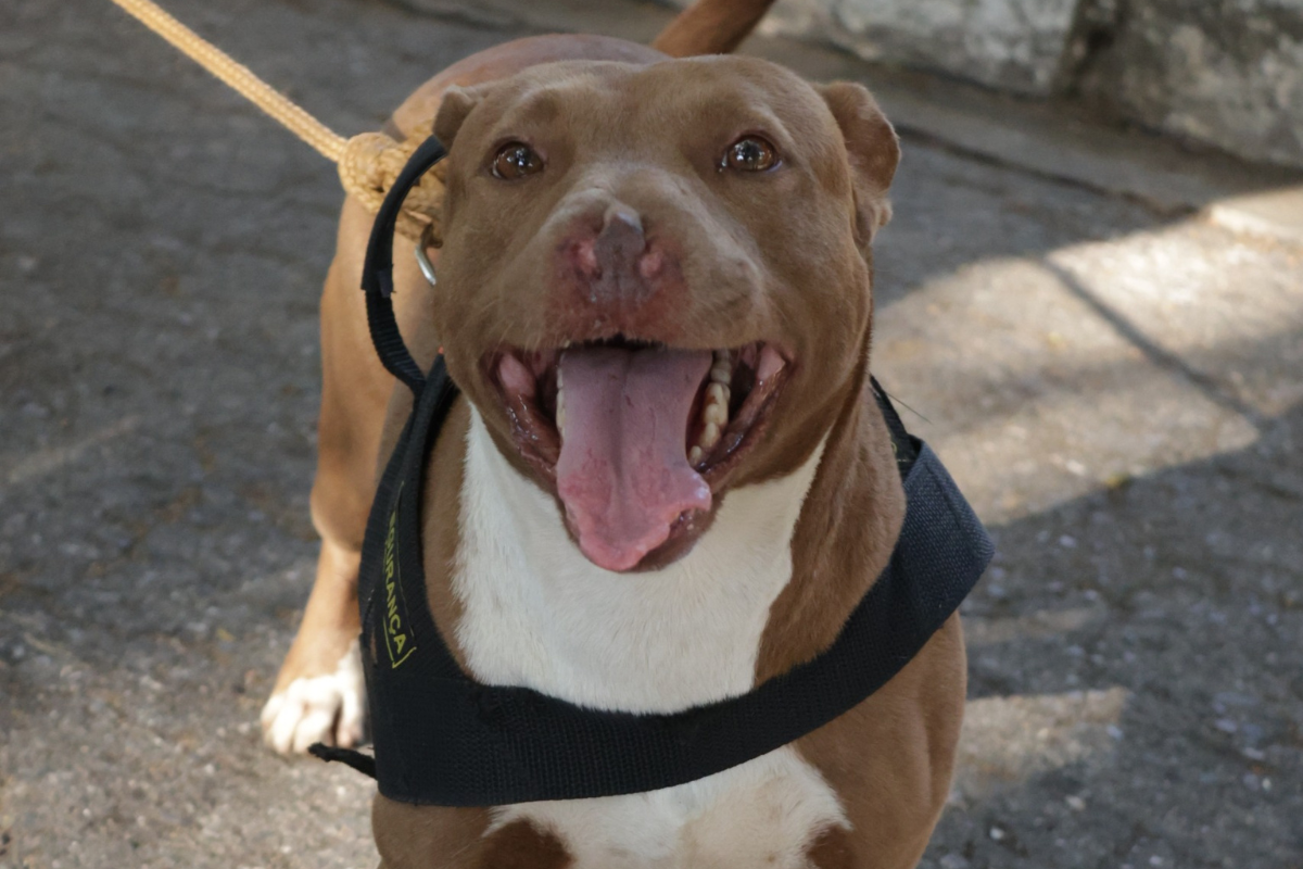 Cinco machos e quatro fêmeas da raça pit-bull ou mestiços aguardam por um lar na sede da Sepa