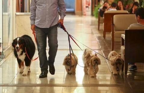 Projeto que cria selo Pet Friendly avança na Câmara de BH