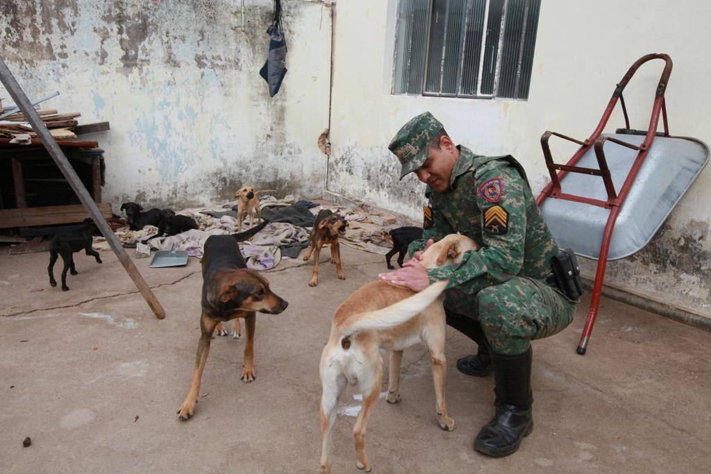 Polícia Militar do Meio Ambiente resgatou 12 cães em Betim