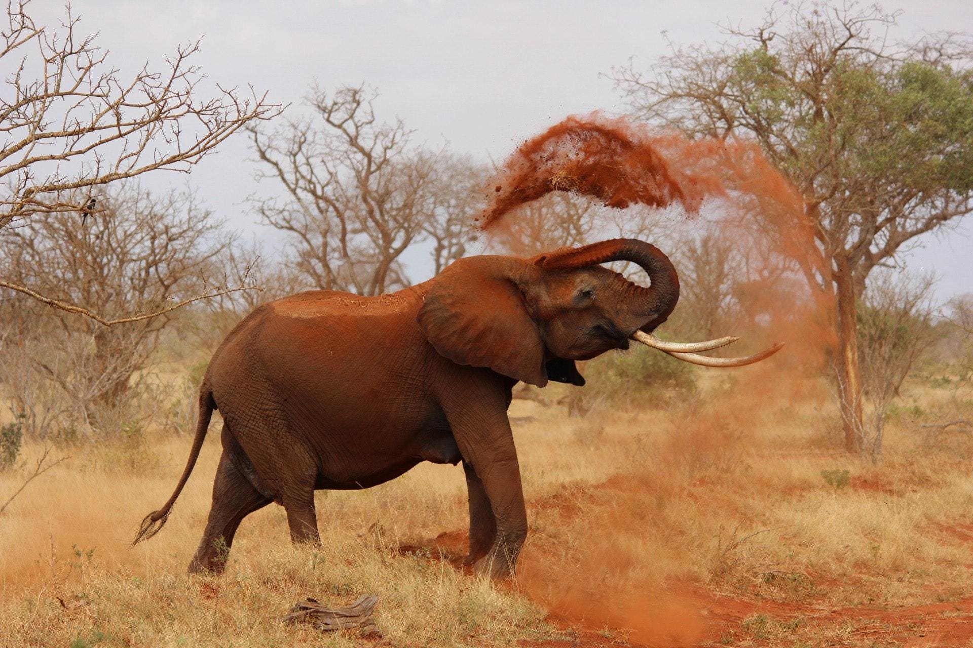 Elefante destrói parede de casa e furta saco de arroz na Tailândia