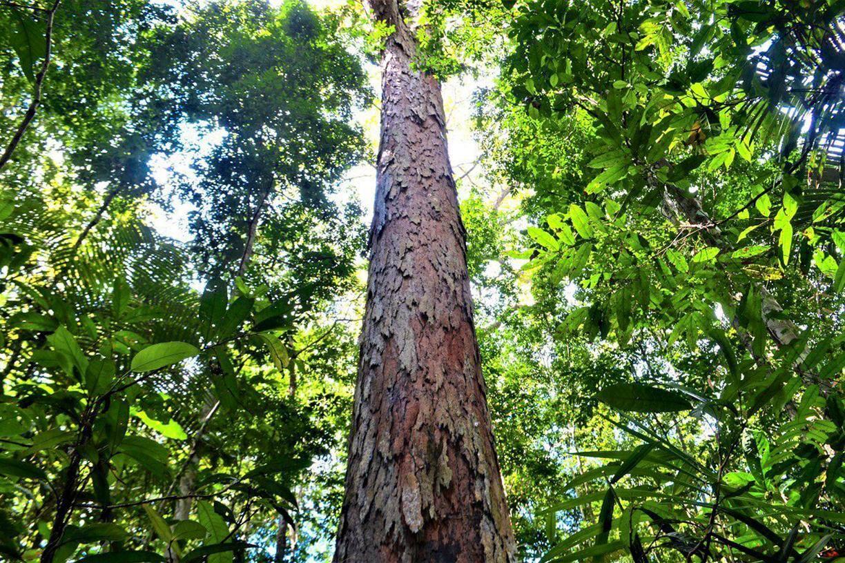O grito de socorro da maior floresta tropical do mundo | O TEMPO