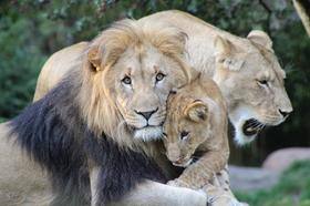 Onças-pardas e leões diagnosticados com Covid na África do Sul