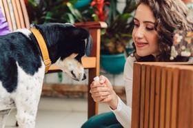 Aromaterapia e acupuntura são alternativas naturais para os pets