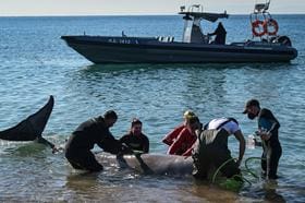 Jovem baleia ferida encalha em praia cerca de Atenas