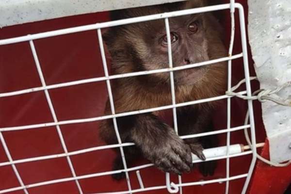 Macaco que viralizou na internet amolando faca é capturado no Piauí