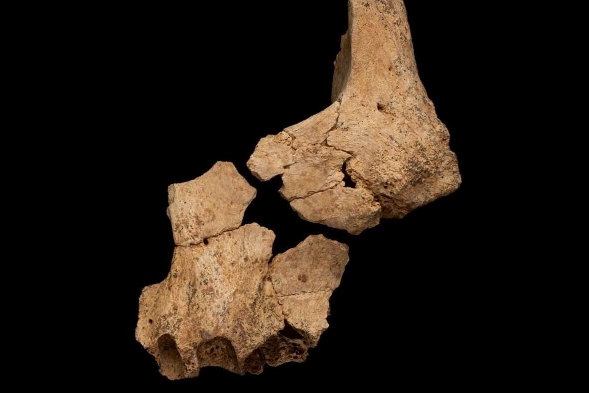 Descubren en España el fósil humano más antiguo de Europa