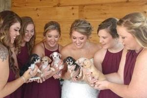 Noiva e madrinhas entram com cachorros em casamento para incentivar adoção
