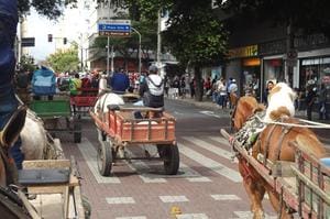 Carroceiros de Belo Horizonte terão que substituir animais a partir de 2026